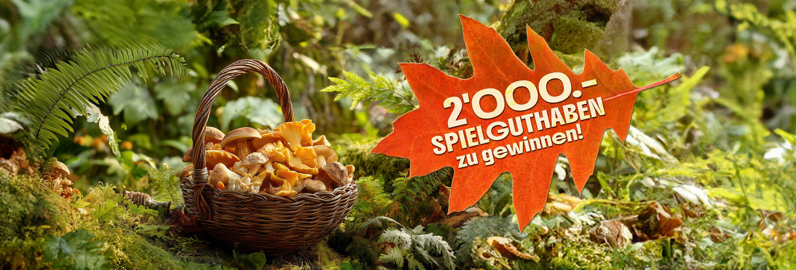 Monatsverlosung Oktober25 Pilze Korb Pilze Gewinnspiel